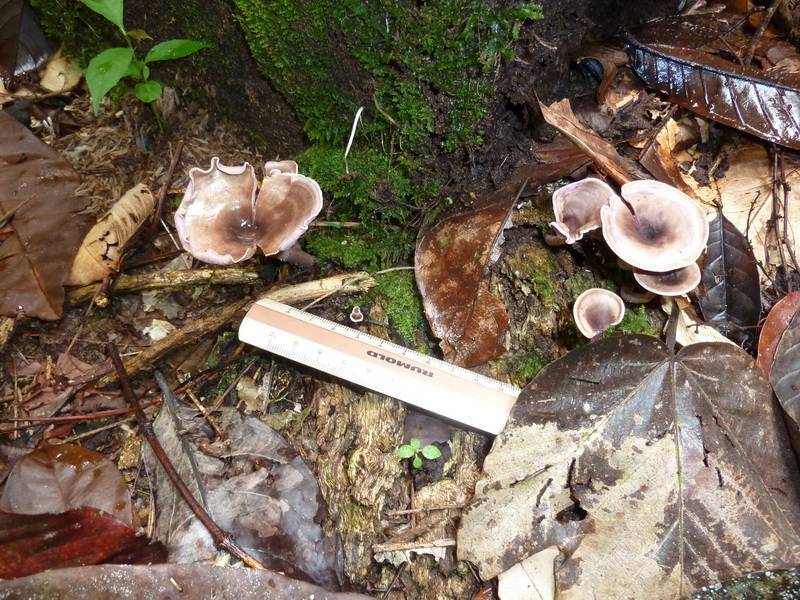 Trogia cantharelloides image