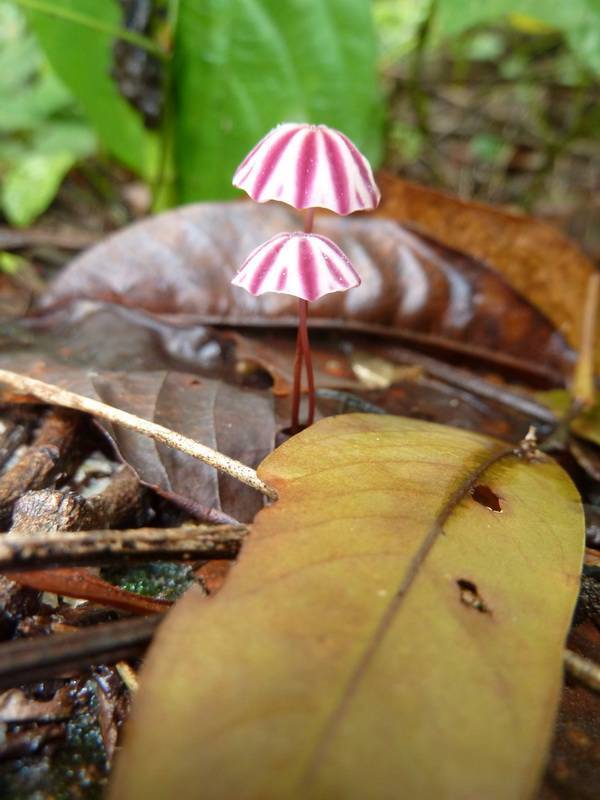 Marasmius tageticolor image