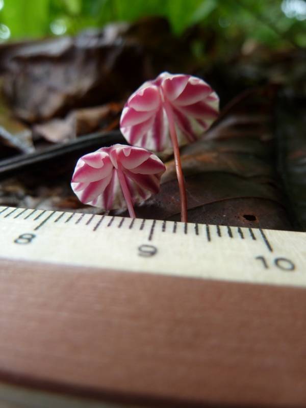 Marasmius tageticolor image