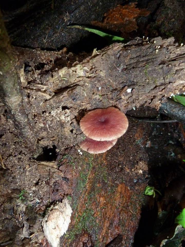 Callistosporium terrigenum image