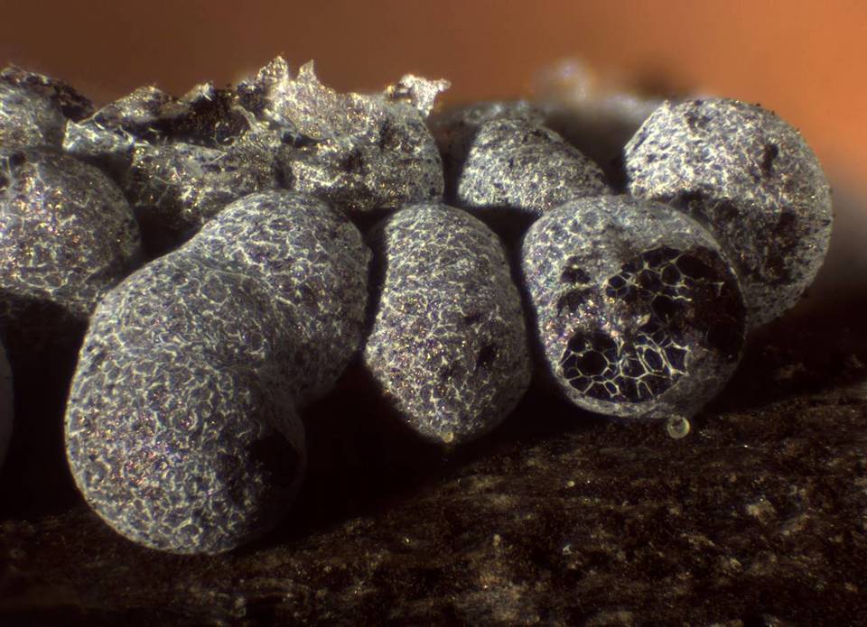 Badhamia foliicola image