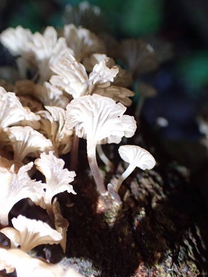Gerronema bryogeton image