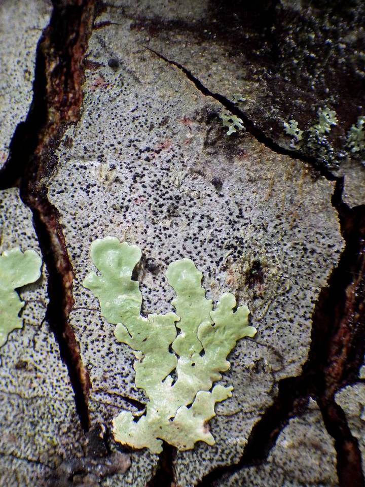 Melaspilea diplasiospora image