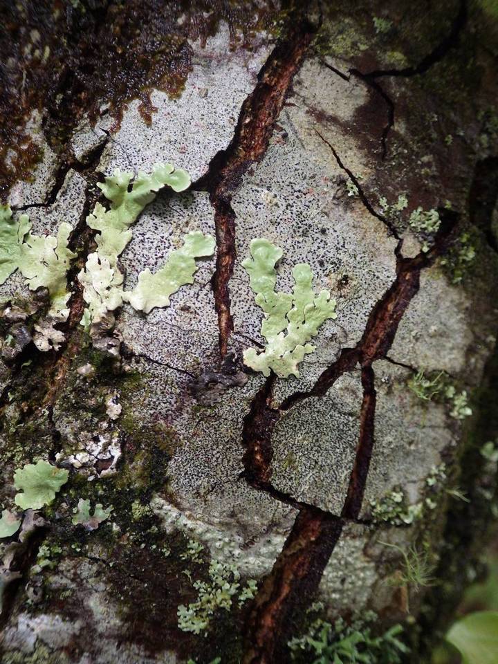 Melaspilea diplasiospora image