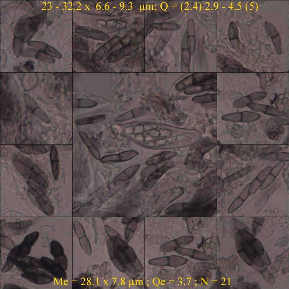 Melaspilea diplasiospora image