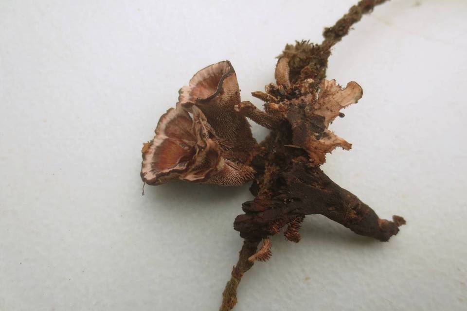 Hydnellum subzonatum image