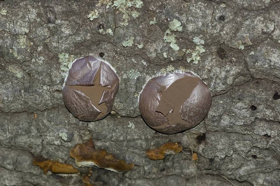 Reticularia lycoperdon image