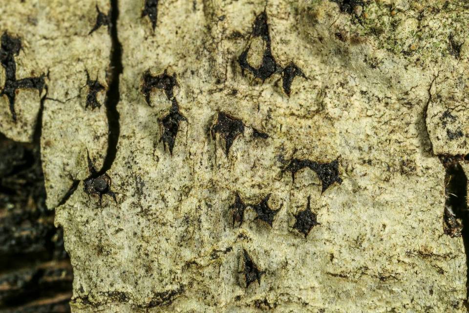 Capronia nigerrima image