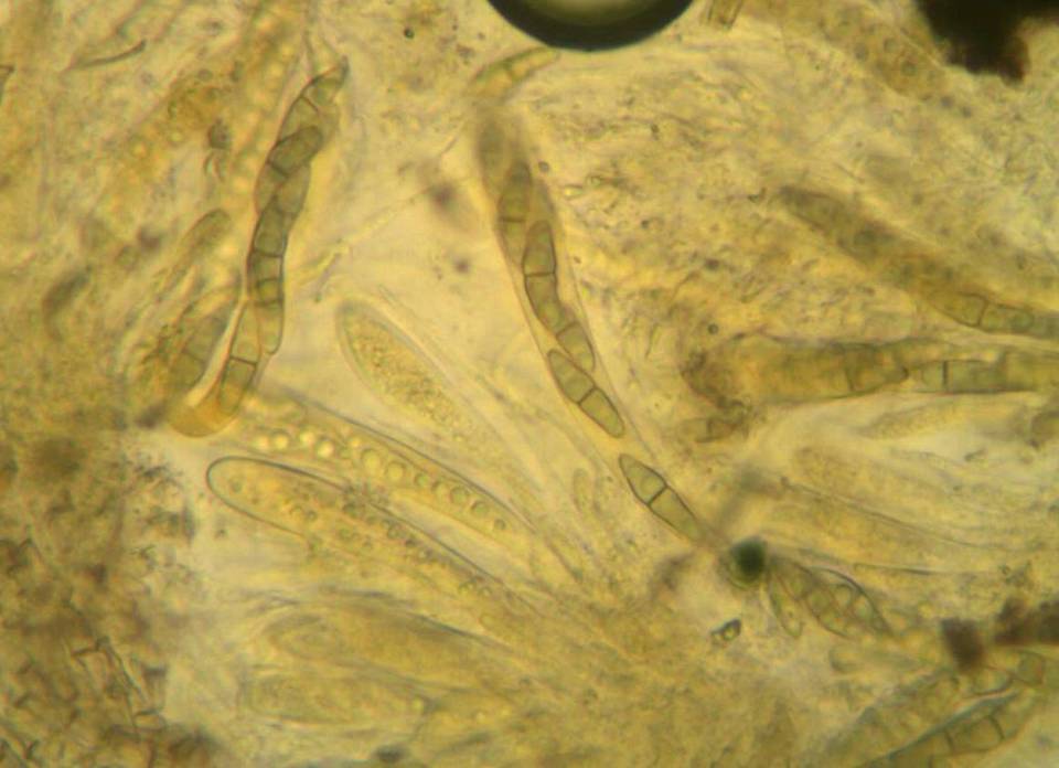 Capronia nigerrima image
