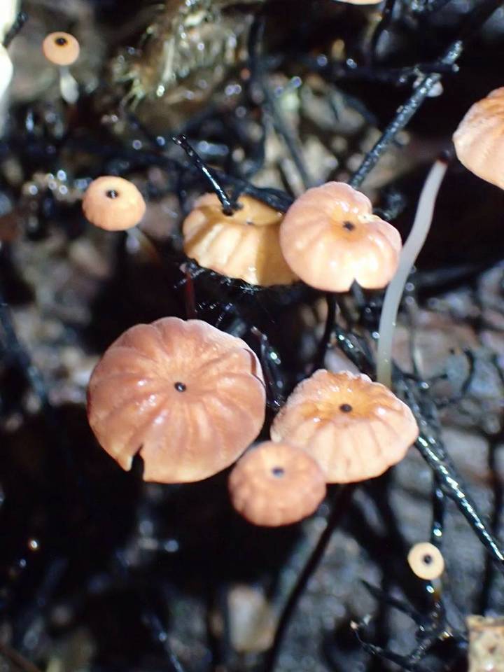 Marasmius ruforotula image