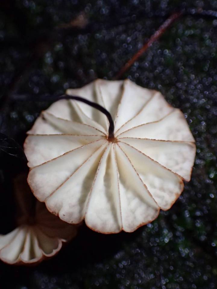 Marasmius ruforotula image