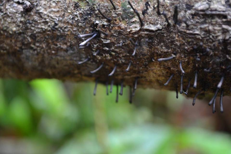 Leprieuria bacillum image
