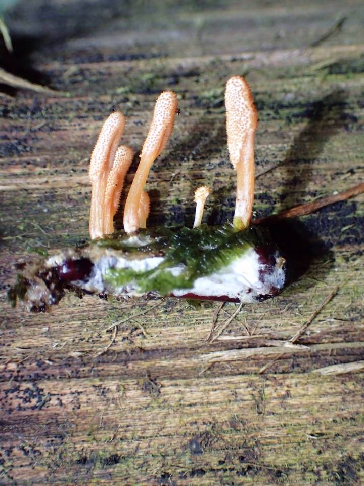 Cordyceps takaomontana image