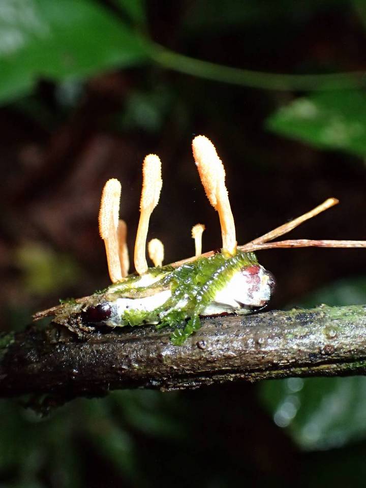 Cordyceps takaomontana image