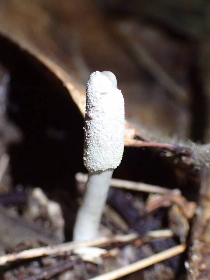Cordyceps cylindrica image