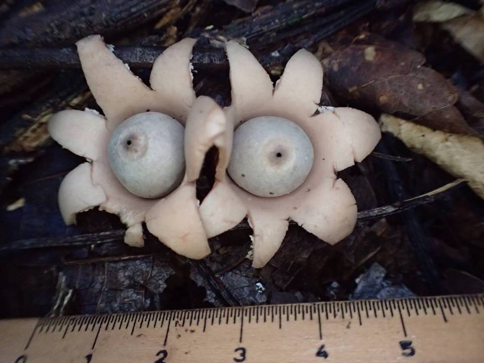 Geastrum hirsutum image