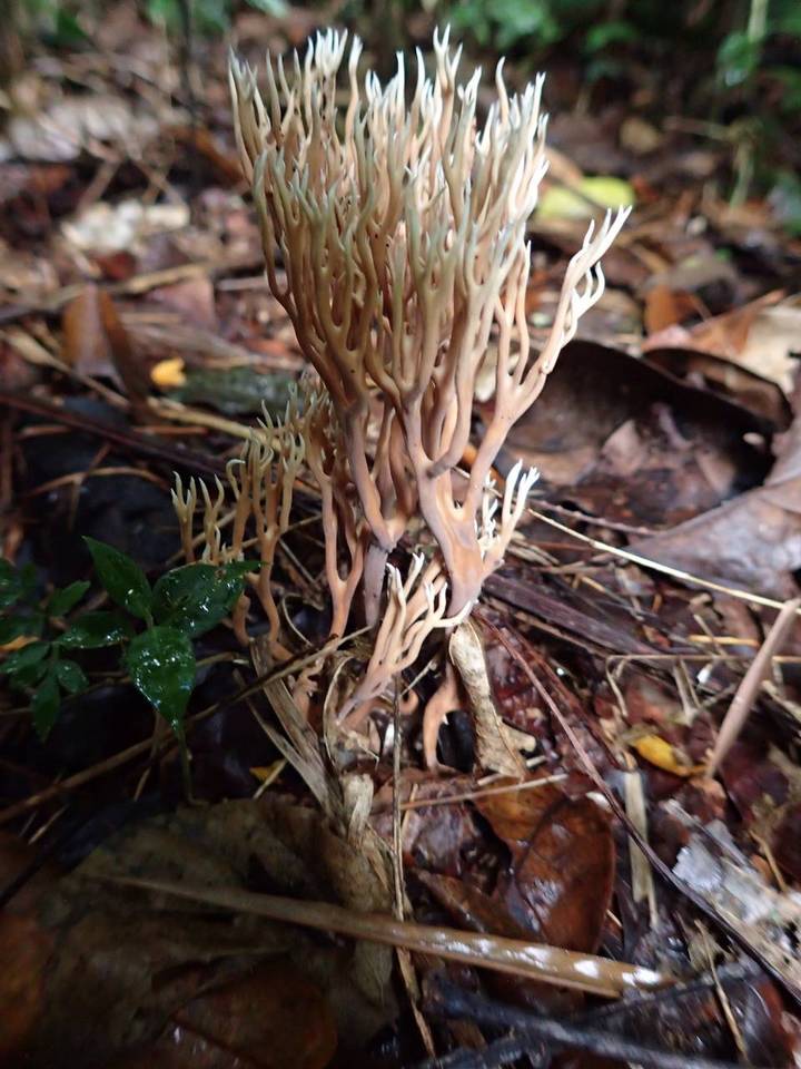 Lentaria surculus image