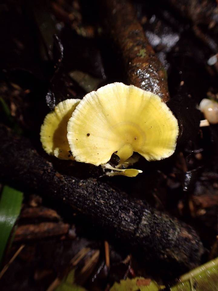 Cotylidia aurantiaca image
