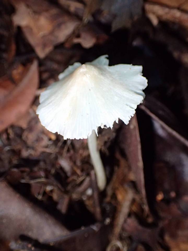 Entoloma alboconicum image
