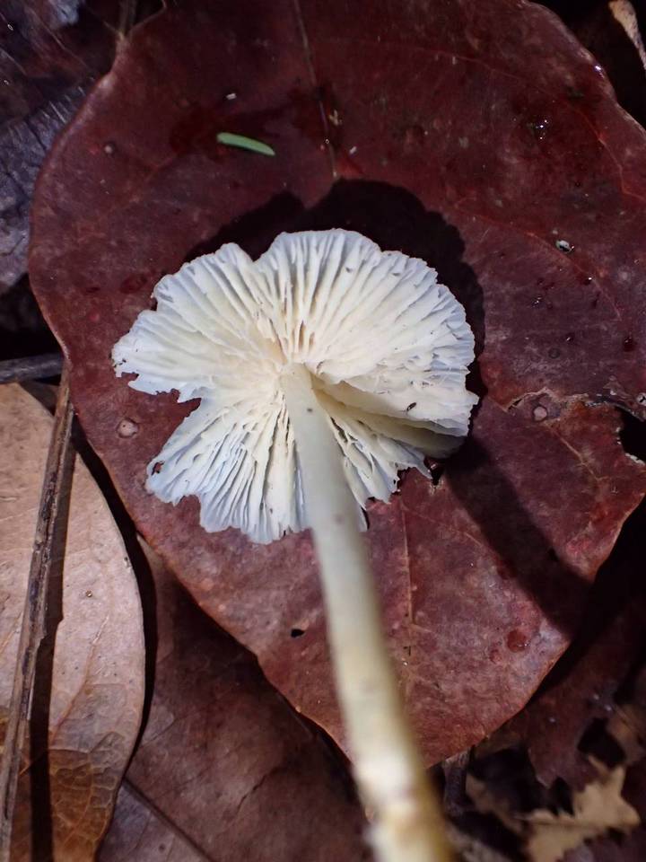 Entoloma alboconicum image