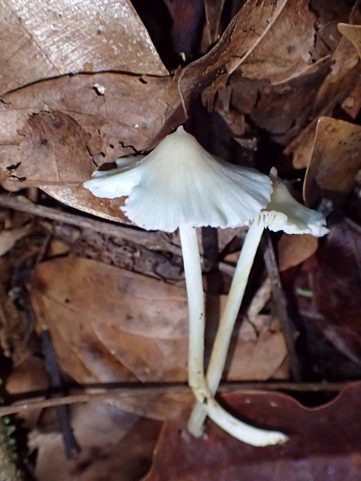 Entoloma alboconicum image