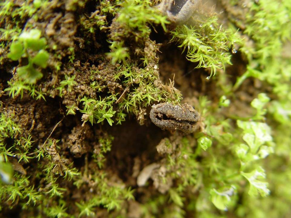 Helvella cupuliformis image