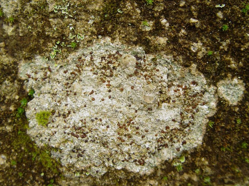 Clauzadea monticola image