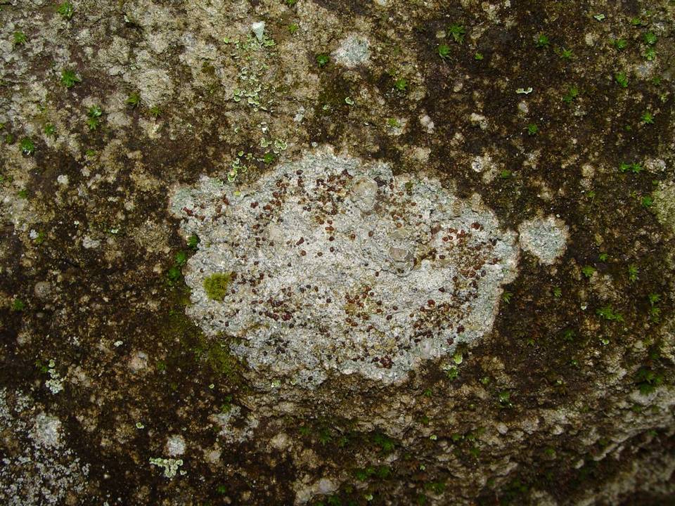 Clauzadea monticola image