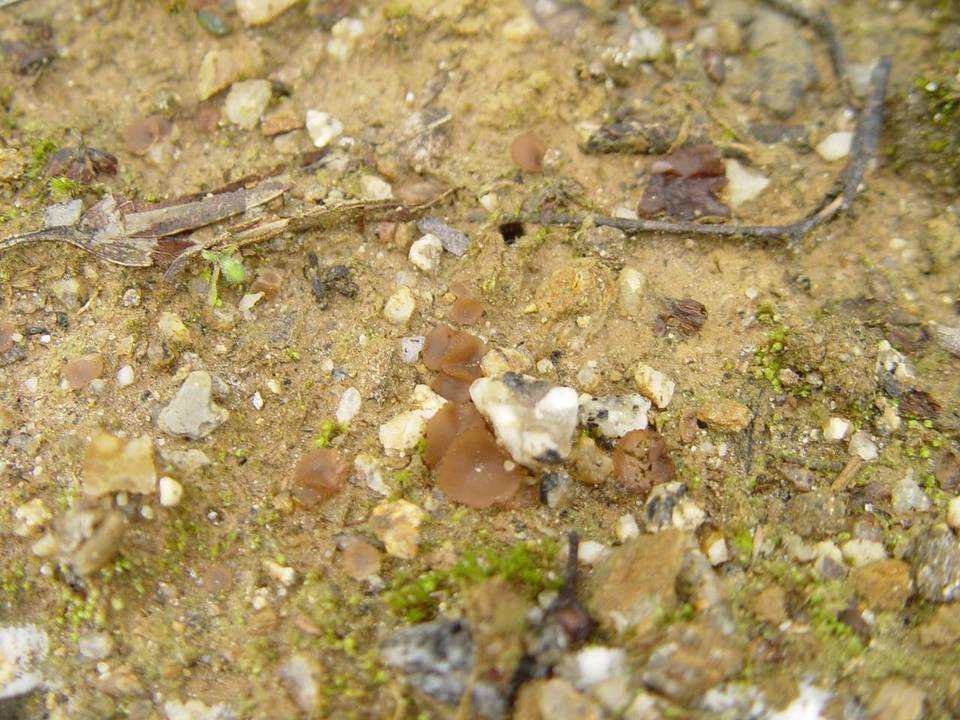 Discinella boudieri image