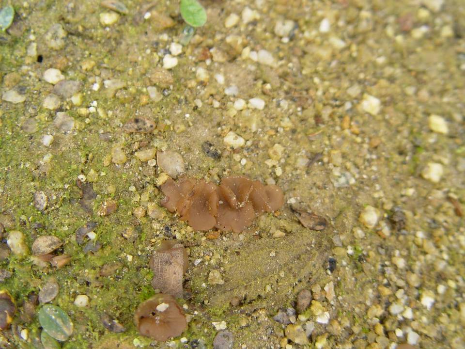 Discinella boudieri image