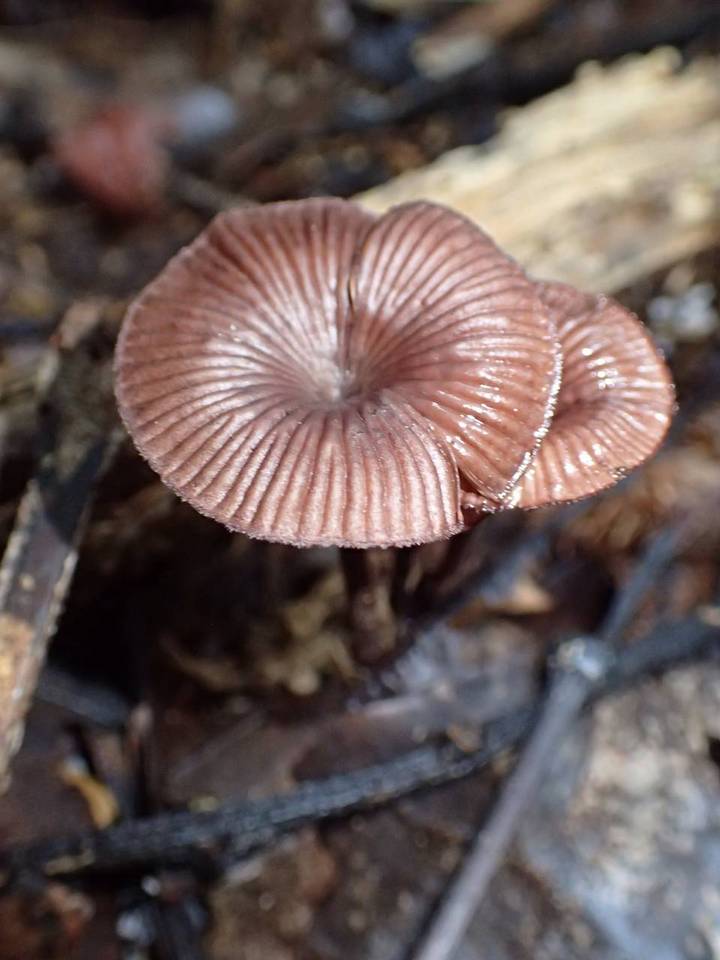 Panus similis image