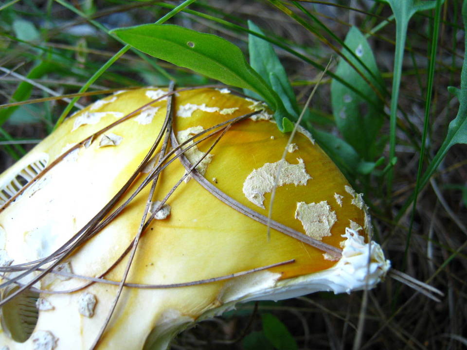Amanita amerimuscaria image