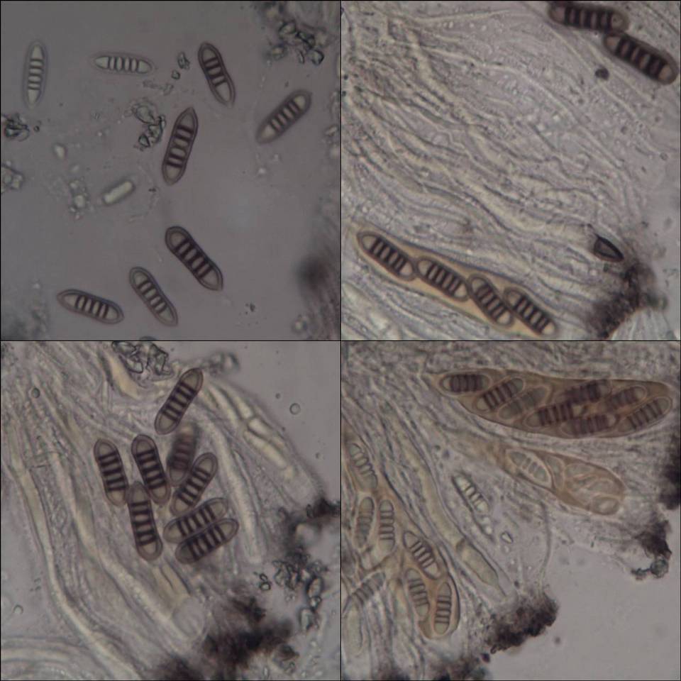 Phaeographis lyellii image