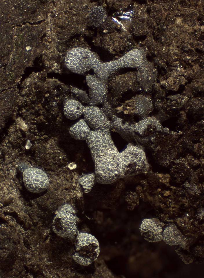 Badhamia apiculospora image