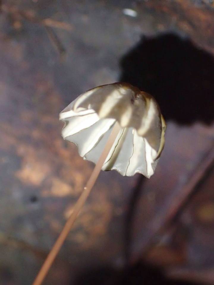 Marasmius griseoradiatus image