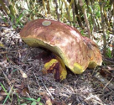 Butyriboletus loyo image