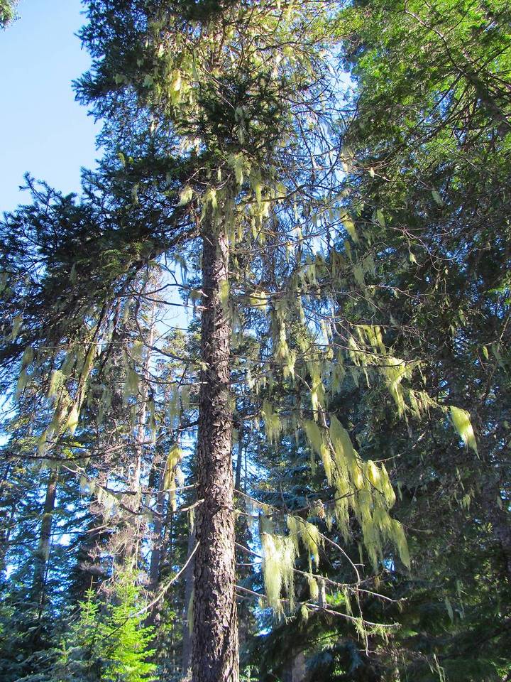 Usnea alpina image