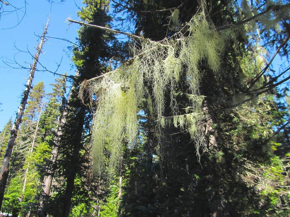 Usnea alpina image