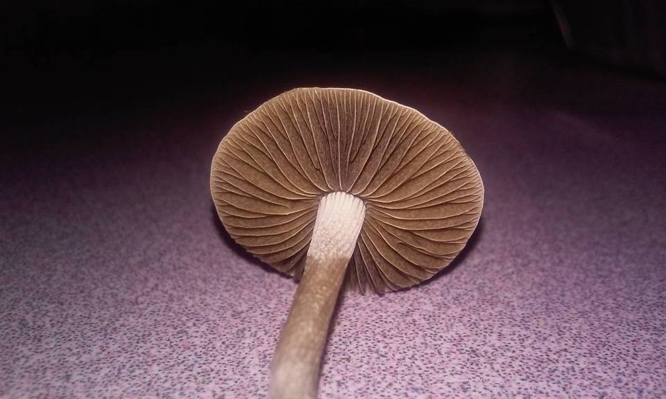 Copelandia bispora image
