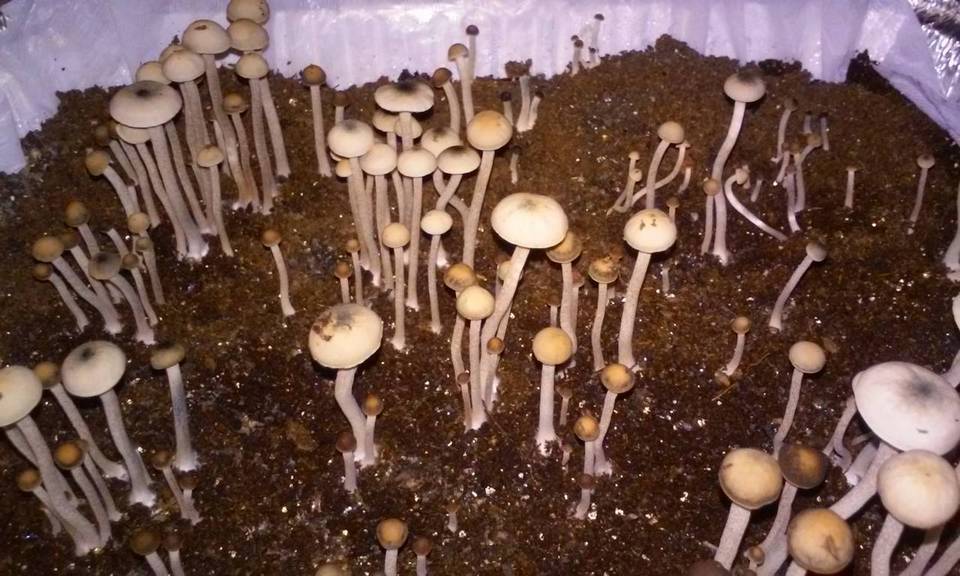 Copelandia bispora image