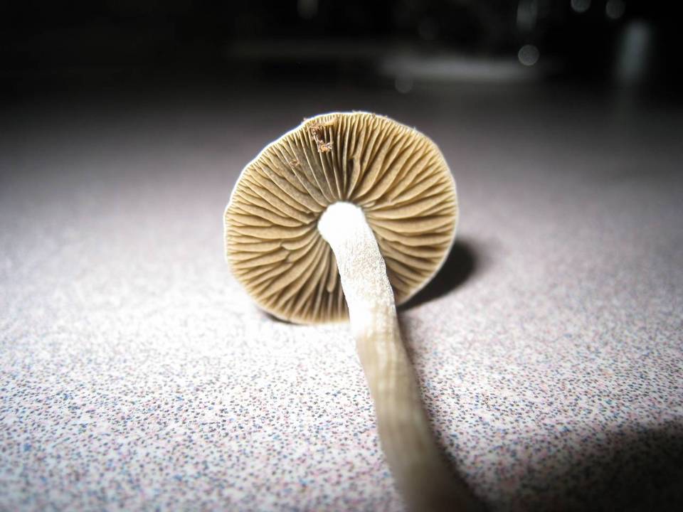 Copelandia bispora image