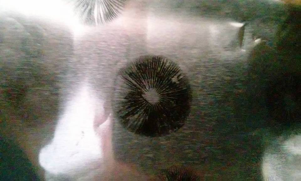 Copelandia bispora image