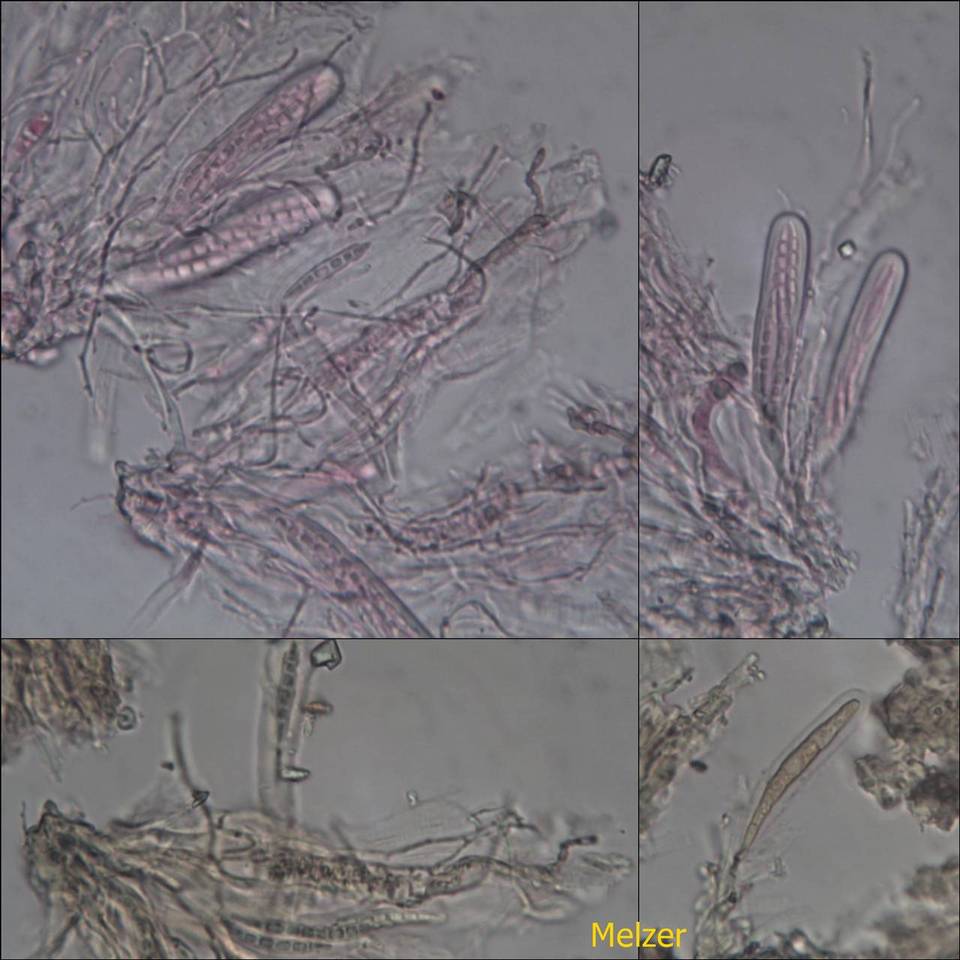 Enterographa crassa image