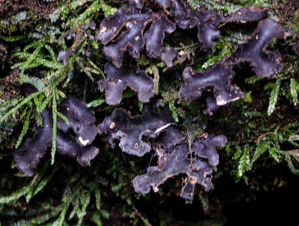 Sticta marginifera image