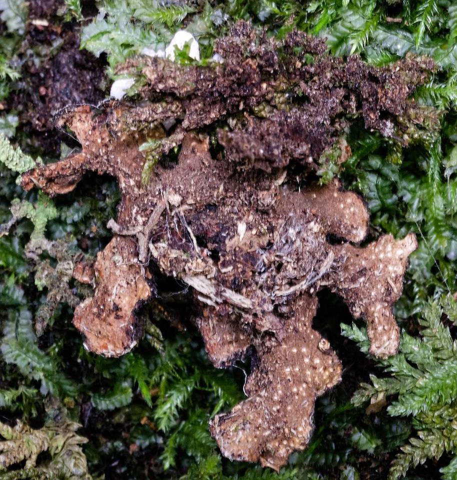 Sticta marginifera image