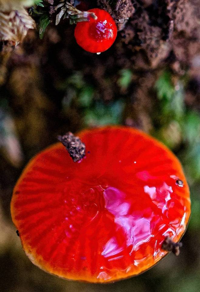 Gliophorus viscaurantius image