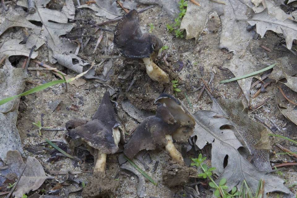 Helvella albella image