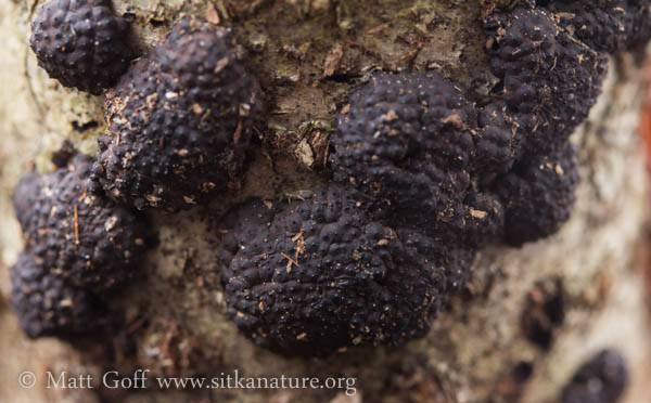 Annulohypoxylon multiforme var. alaskense image