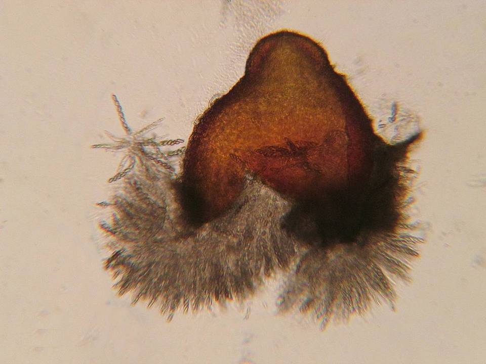 Nectria magnusiana image