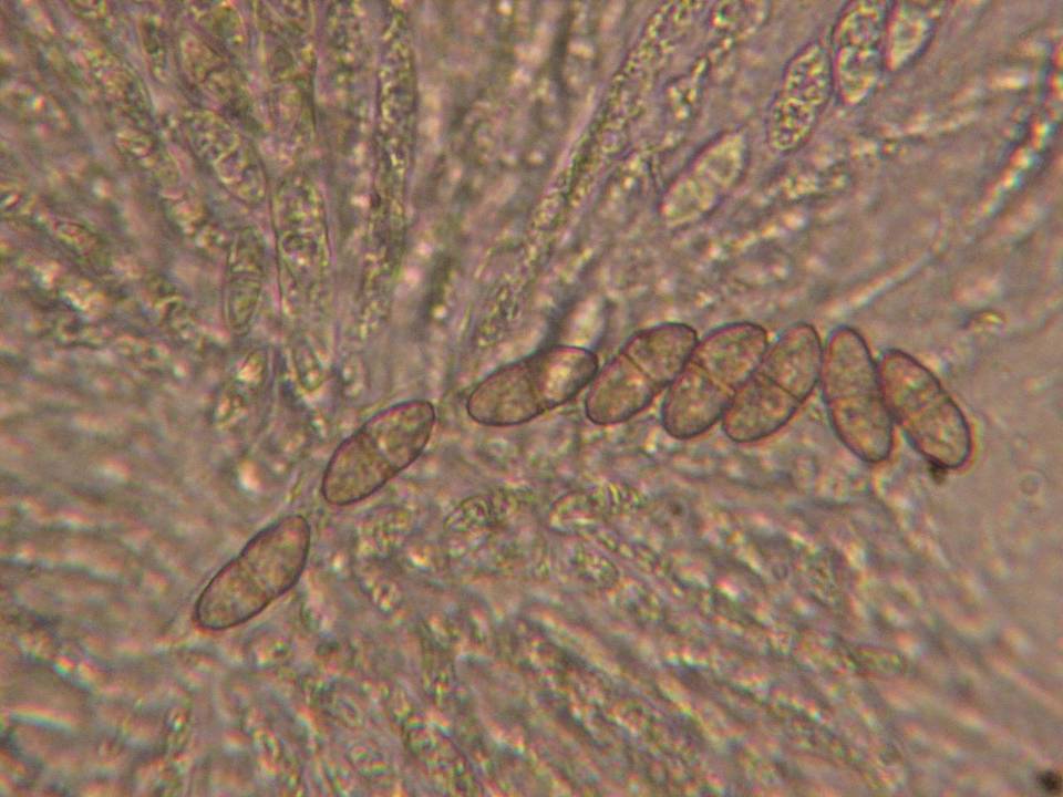 Nectria magnusiana image